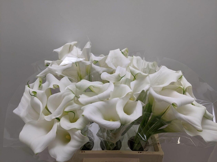 Calla Mirage