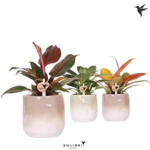 Kolibri Greens Philodendron mix in Gradience pot sand mix