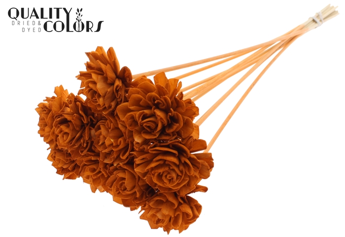 Shola Dahlia 6cm on stem Terracotta