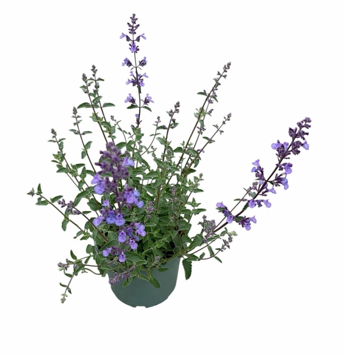 Nepeta Walkers Low