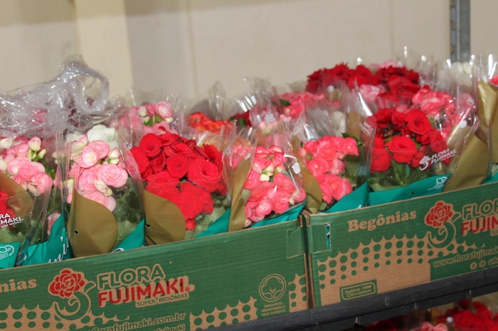 <h4>BEGONIA P11</h4>