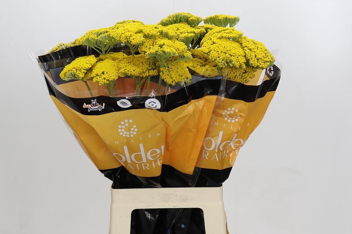 <h4>Achillea Golden Prairi</h4>