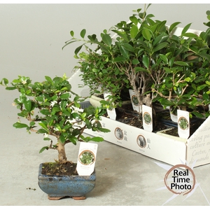 BONSAI GEM