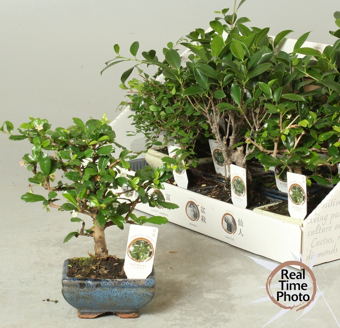 <h4>BONSAI GEM</h4>