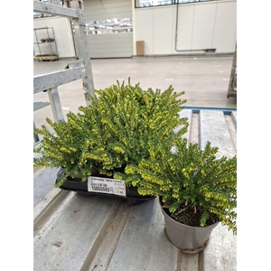 Erica darley. 'White Perfect'