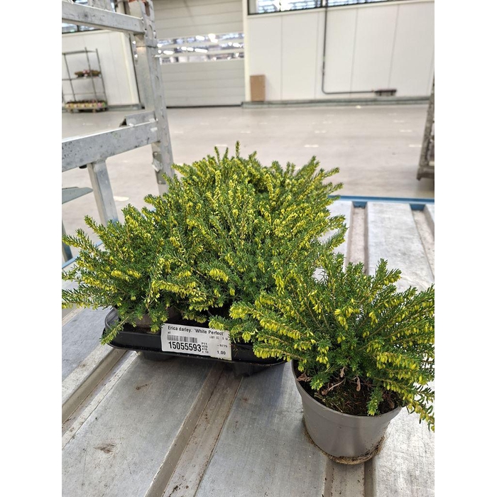 <h4>Erica darley. 'White Perfect'</h4>