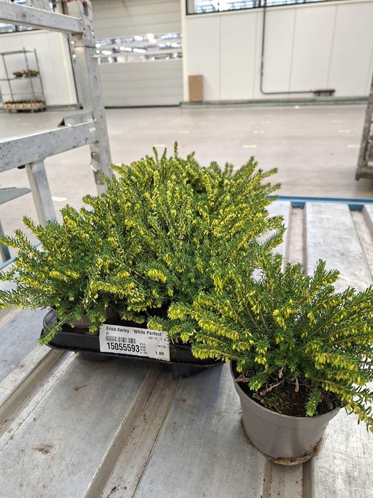 <h4>Erica darley. 'White Perfect'</h4>