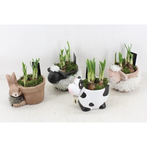 arr4 Narcis RN - Farmyard Frolics x5