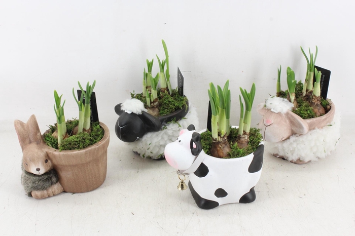 <h4>arr4 Narcis RN - Farmyard Frolics x5</h4>