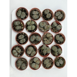 LITHOPS