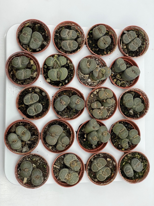 <h4>LITHOPS</h4>