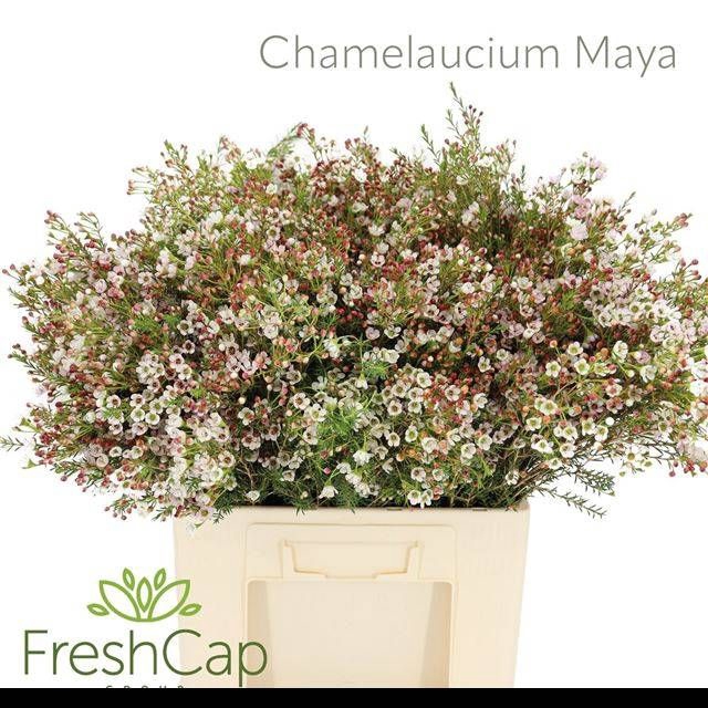 <h4>CHAME MAYA</h4>
