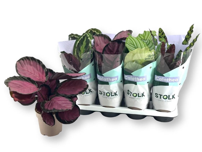 <h4>CALAT GEM 4 SRT</h4>