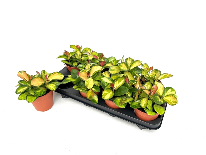 <h4>HOYA AUSTRALIS LISA</h4>