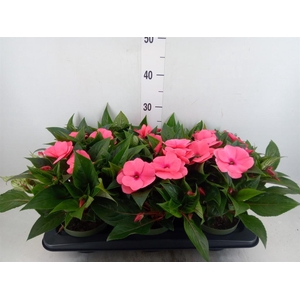 Impatiens NG 'Tamarinda Salmon'