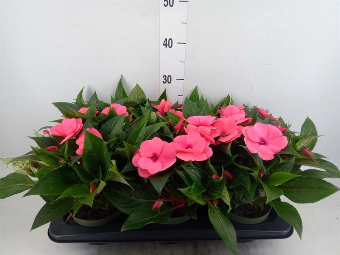 <h4>Impatiens NG 'Tamarinda Salmon'</h4>