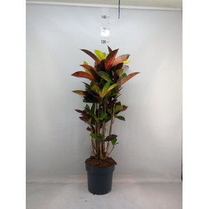 Codiaeum var. KL 'Mrs Iceton'