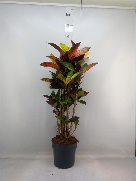 <h4>Codiaeum var. KL 'Mrs Iceton'</h4>