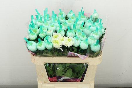 <h4>CHR G MAGNUM</h4>