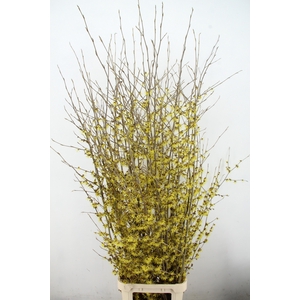 HAMAMELIS PALLIDA XL 175CM