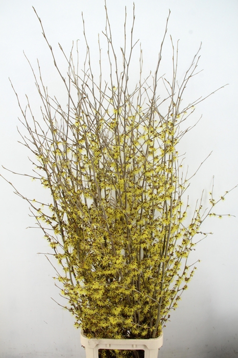 <h4>HAMA PALLIDA XL</h4>