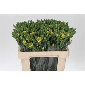 Di Te Solomio Solandis Firefly