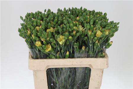 <h4>Di Te Solomio Solandis Firefly</h4>