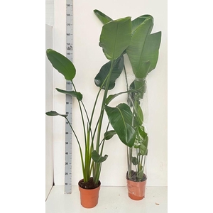 STRELITZIA NICOLAI