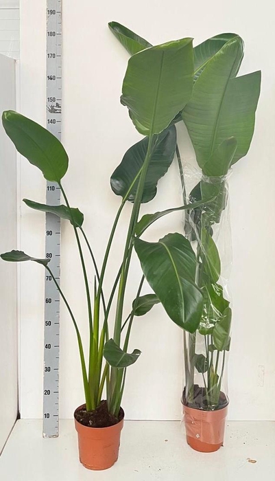 <h4>STRELITZIA NICOLAI</h4>