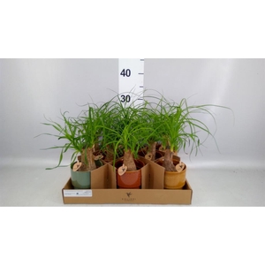 Beaucarnea recurvata