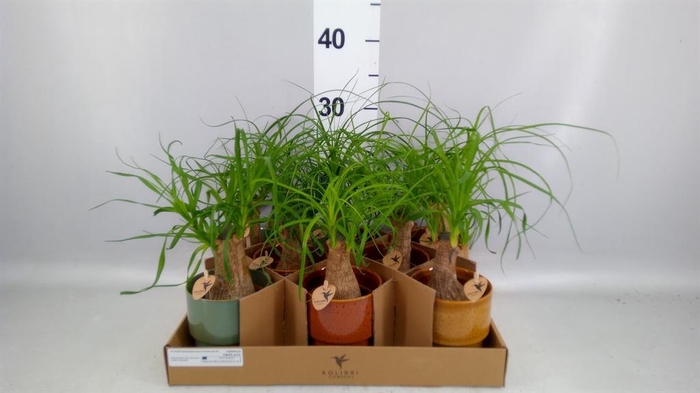 <h4>Beaucarnea recurvata</h4>