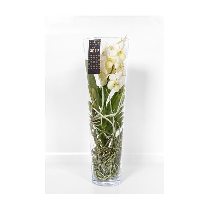<h4>Vanda Lisanne 70 White</h4>