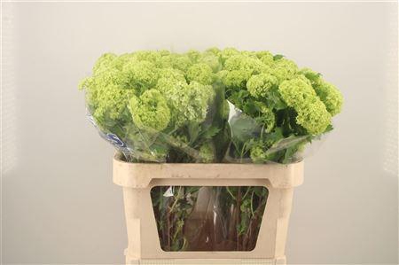 <h4>Viburnum Roseum St</h4>