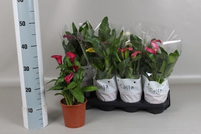 <h4>ZANT GEM 6 KL</h4>