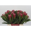 Protea Lancelot