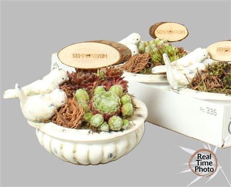 Arr Sempervivum In Vogel Schaal