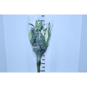 LIRIO ZAMBESI 090 CM HT 3/5 FLS
