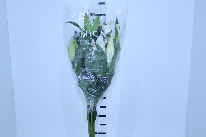 LIRIO ZAMBESI 090 CM HT 3/5 FLS
