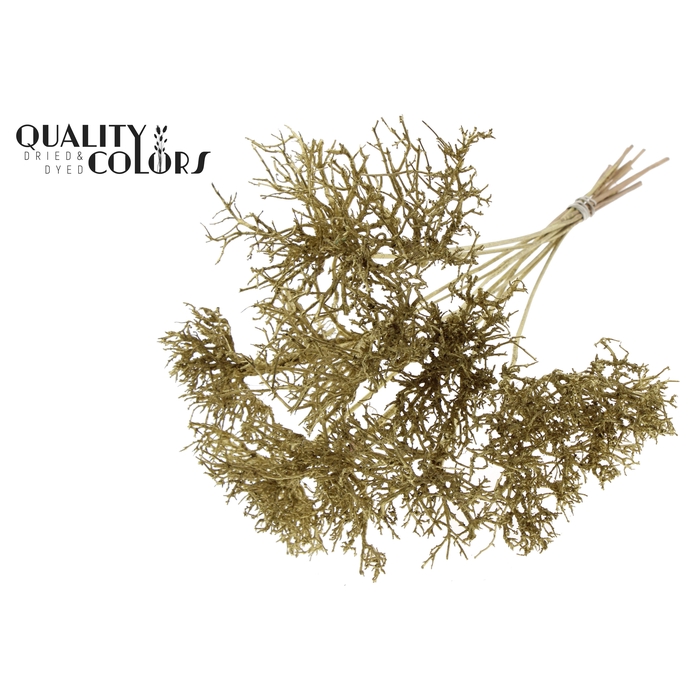 <h4>Dry Tree on stem Gold</h4>