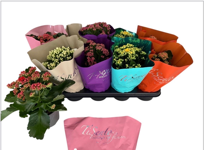 <h4>Kalanchoe gevuld gemengd</h4>