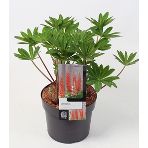 Lupinus 'West Country' Terra cotta 23 cm