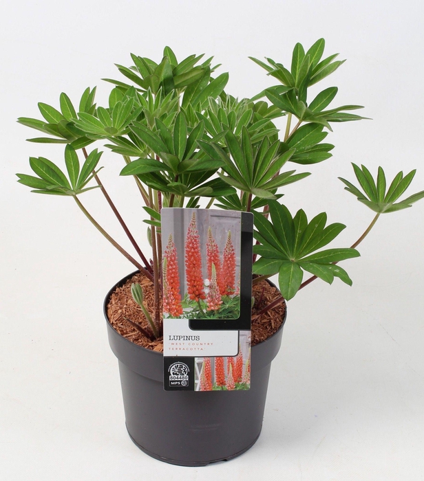 <h4>Lupinus 'West Country' Terra cotta 23 cm</h4>