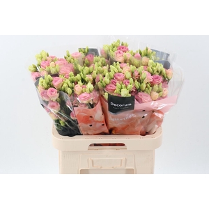 Eus G Rosi Champagne