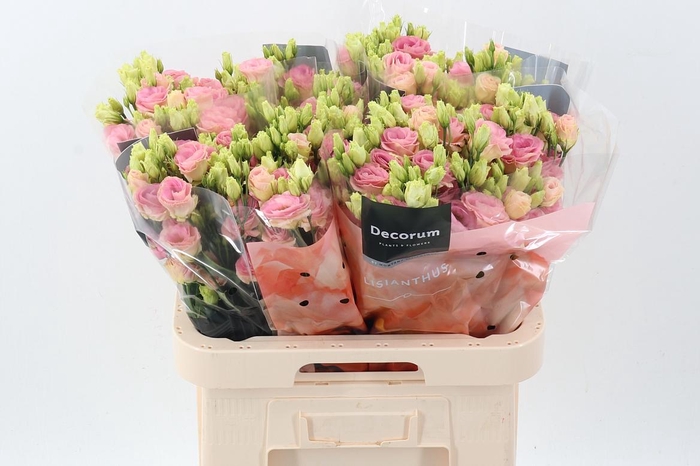 <h4>Eus G Rosi Champagne</h4>