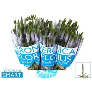 VERONICA CLEA JUNE VERON SMART JUNE
