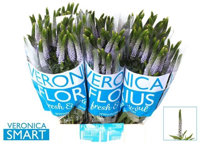 VERONICA CLEA JUNE VERON SMART JUNE
