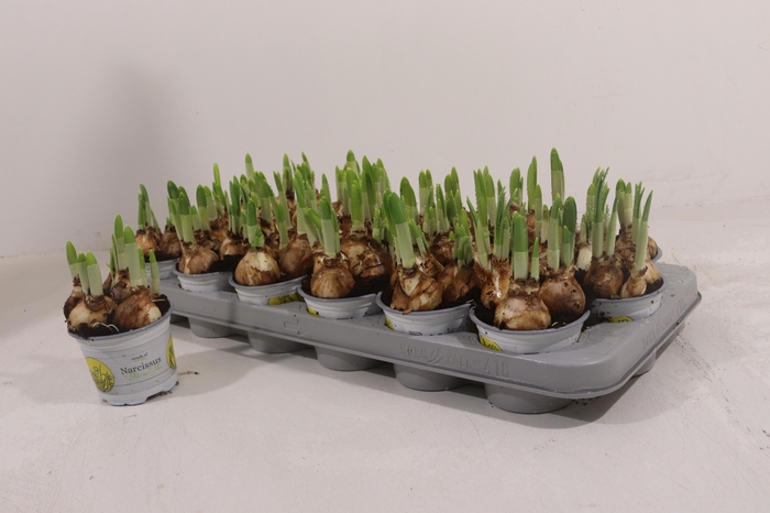 <h4>NARC O TETE A TETE</h4>