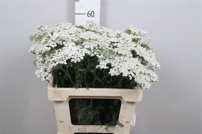 <h4>Achil M White Beauty</h4>