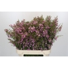 Chamelaucium Kerryn