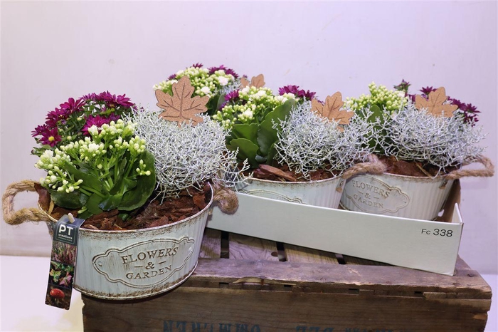 <h4>Arr Tuinplanten In Zinken Tobbe</h4>